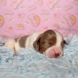 President Barbie - Dapple female Dachshund puppy in Chandler, Arizona from Vonaducci Doxies, LLC.