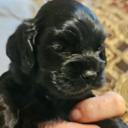 Cocker Spaniel Puppies from Cocker Paradise