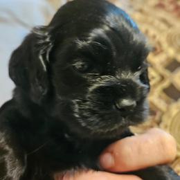 Cocker Spaniel Puppies from Cocker Paradise