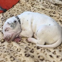 Shadow - White and liver brown male Dalmatian puppy in Hastings, Florida from Love My Spotty Dalmatians