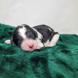 Oakley - Parti male Goldendoodle puppy in Grabill, Indiana from Rose's Doodles