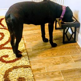 Cane Corso All Grown Up from La Muerte Corso Kennel