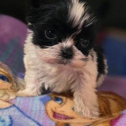 Boy 2 - Parti male Yorkshire Terrier puppy in White Pigeon, Michigan from Kathys Yorkie and Shih-tzu Cuties