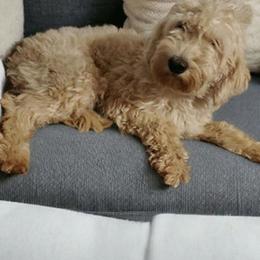 Diva - Goldendoodle