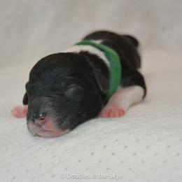 Olive - Parti female Goldendoodle puppy in Lancaster, Pennsylvania from Doodles in the Skye