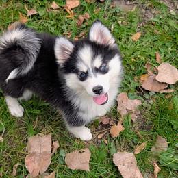 Mango - Black and white female Pomsky puppy in Charlotte, Michigan from Moore Pomskies