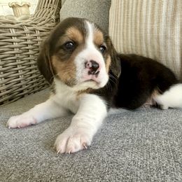 Boy 3 - Black tan and white male Beagle puppy in Monticello, Georgia from Beaglelove