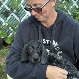 Black female - Black and white female German Shorthaired Pointer puppy in New Bedford, Massachusetts from Foot Hunter Kennel