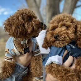 Maltipoo Puppies from Ollie-Pop Paws Breeding