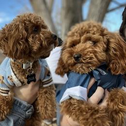 Maltipoo Puppies from Ollie-Pop Paws Breeding