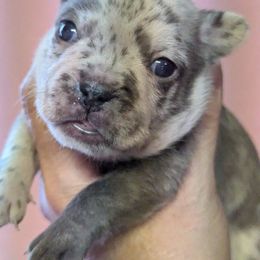 French Bulldog Puppies from Cedar Grove Bullies