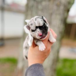 Calypso - Merle female Pomsky puppy in Cleveland, Ohio from Lake Point Pomskies