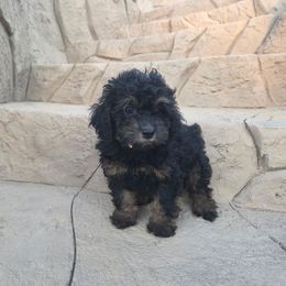 Denim - Phantom male Poodle puppy in Hesperia, California from Sweetie Pie Poodles