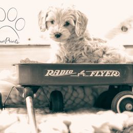 Cockapoo Puppies from Cockapoo~To~You