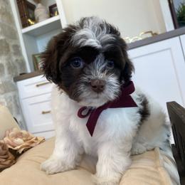 Bernedoodle, Cavapoo, Havanese, and Havapoo Puppies from Lady Paws Puppies - Cassie