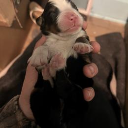 Pink - Black rust and white female Bernese Mountain Dog puppy in North Grove, Indiana from J&F Country Canines