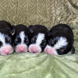 Female 3 - Black rust and white female Bernese Mountain Dog puppy in Merrill, Michigan from Happy Tails Family Farm