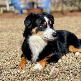Miniature American Shepherd and Miniature Australian Shepherd All Grown Up from Sweetbay Aussies/ Miniature American Shepherds