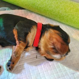 Cavalier King Charles Spaniel Puppies from Gigi's Cavalier Puppies