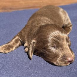Male 1 - Chocolate male Dachshund puppy in El Campo, Texas from Creamer Creek Kennel