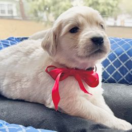 Red - Light golden Golden Retriever puppy in Lebec, California from Socalretrievers