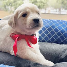 Red - Light golden Golden Retriever puppy in Lebec, California from Socalretrievers