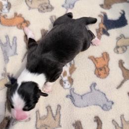 Noelle - Black tri-color female Australian Shepherd puppy in Harrah, Oklahoma from Kamm's Aussies