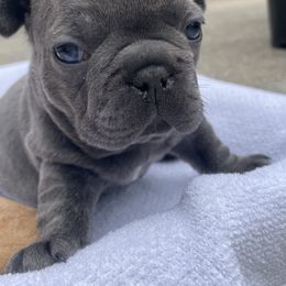 Big grey - Blue fawn French Bulldog puppy in Alpharetta, Georgia from Nick’s pups