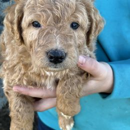 Grace - Yellow and white female Bernedoodle puppy in Caldwell, Idaho from Treasure Valley Poodles