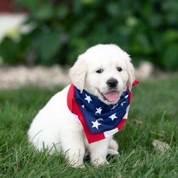 Andor - Light golden male Golden Retriever puppy in Morris, Minnesota from Midwest English Cream Goldens