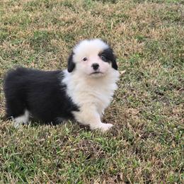 3 white collar girl - Black and tan female Pembroke Welsh Corgi puppy in Harrisburg, Illinois from Parish Corgis