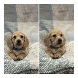 Dachshund Puppies from McJazzin Doxies