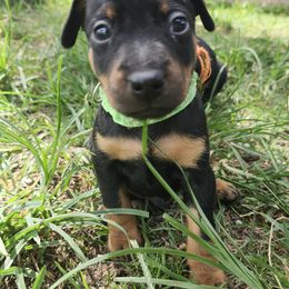 Doberman Pinscher and Miniature Pinscher Puppies from 305dobiez