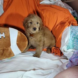 Boy-Bolt - Apricot Goldendoodle puppy in Pleasantview, Utah from Virgin River Kennel