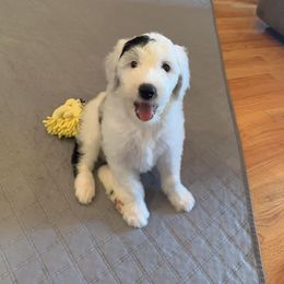 Sheepadoodle Puppies from Narrow Path Puppies