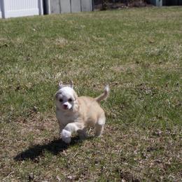 Blondie - Cream female Chinese Crested puppy in Worthington, Minnesota from Alvarez Chinese Crested