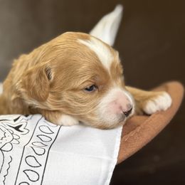 Martina - Red  female Goldendoodle puppy in Clinton, Utah from Golden Law Kennels
