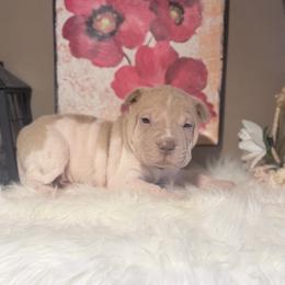 TJ Maxx - Cream dilute male Chinese Shar-Pei puppy in Lehigh Acres, Florida from Florida Wrinkles