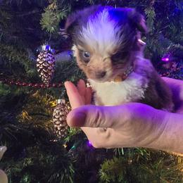 Cindy Lou - Red merle female Miniature Australian Shepherd puppy in Arlington, Texas from CopperHead Aussies