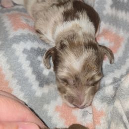 Chocolate dapple pie 1 - Dapple female Dachshund puppy in West Plains, Missouri from Spring Creek Dachshunds