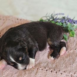 Russell - Black tri-color male Australian Shepherd puppy in Mountain Grove, Missouri from K Bar H Farms