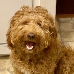 Archer - Australian Labradoodle