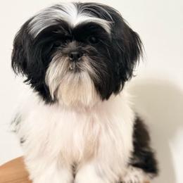 Oreo - Black and white male Shih Tzu puppy in Northridge, California from Our ShihTzu Family