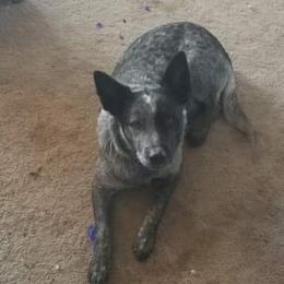 Flip - Australian Cattle Dog