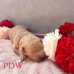 Red Collar Female - Apricot female Goldendoodle puppy in Conway, South Carolina from Poodle Doodle World