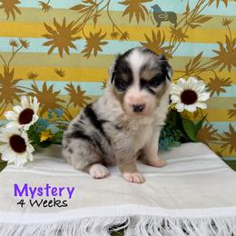 Mystery - Blue merle female Australian Shepherd puppy in El Dorado Springs, Missouri from OR Aussies