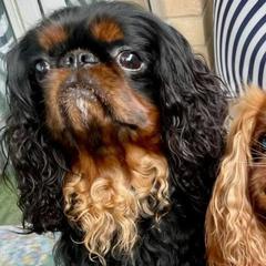 English Toy Spaniels from Enchanting Merits