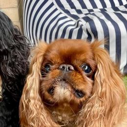 English Toy Spaniels from Enchanting Merits