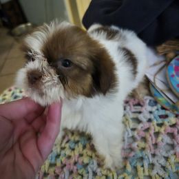 Girl 2 - Brindle female Shih Tzu puppy in Trout, Louisiana from Magnolia Farm's LLC