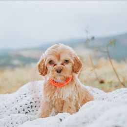 Orange Collar - Buff male Cockapoo puppy in Missoula, Montana from Big Sky Cockapoos